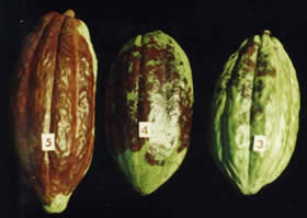 Pod inoculation to screen for black pod disease on cocoa. Image copyright Cocoa Research Centre