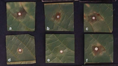 Improvement of resistance to Black Pod disease. Image copyright Cocoa Research Centre.