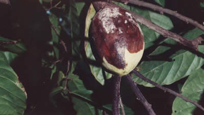 Black Pod disease on cocoa. Image copyright Cocoa Research Centre.