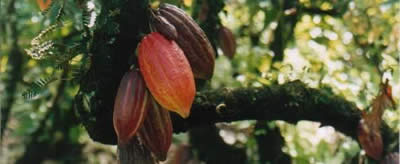 Cocoa pods - Click to go to the online donation form to save a tree. Image copyright Cocoa Research Centre