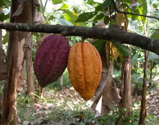 Pods at the International Cocoa Genebank, Trinidad - Image copyright Cocoa Research Centre