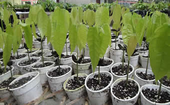 Cocoa seedlings - Image copyright Cocoa Research Centre
