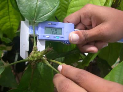 Measuring maximum broom diameter for Witches' Broom disease evaluation - Image copyright Cocoa Research Centre