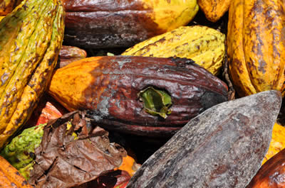 Pest and disease attacks on cocoa pods - Copyright Cocoa Research Centre