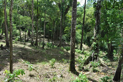 cocoa field