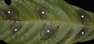 Leaf punch inoculation method - black pod symptoms - Cocoa Research Centre