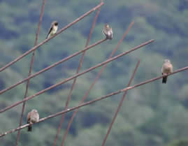 Brasso Seco birds.  Photograph by S. Surujdeo-Maharaj.