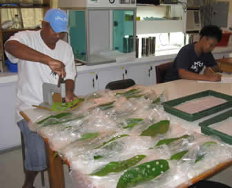 Screening cocoa germplasm. Image copyright Cocoa Research Centre