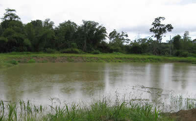An irrigation pond connected to a pipe network to distribute water throughout the International Cocoa Genebank, Trinidad