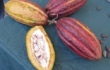 Caribbean Fine Flavour Cocoa Industry Commercialisation photos - Jamaica 2011 - cocoa pods