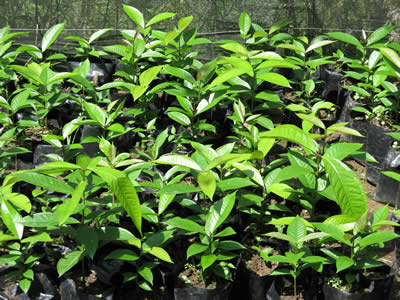 Trees propagated for use as windbreakers to protect cocoa germplasm in the International Cocoa Genebank, Trinidad. Image copyright Cocoa Research Centre