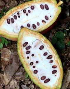 Cocoa pod, cut to reveal cocoa beans. Image copyright Cocoa Research Centre.