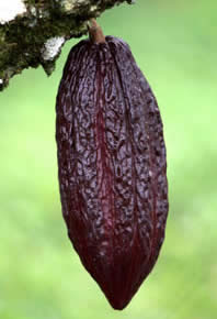 Cocoa pod from the ICGT. Image copyright Cocoa Research Centre.