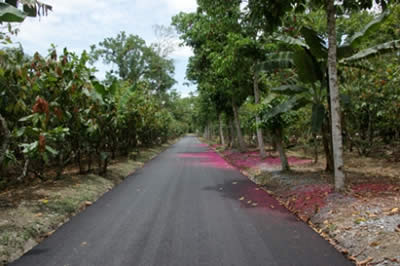 International Cocoa Genebank at University Cocoa Research Station. Image copyright Ed Seguine