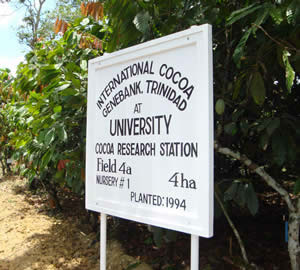 Field 4A, International Cocoa Genebank, Trinidad. Image copyright Ed Seguine.