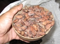 Caribbean Fine Flavour Cocoa Industry Commercialisation photos - Belize