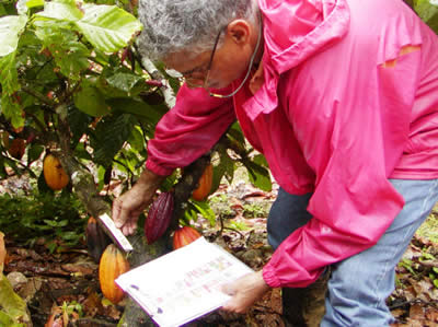 The International Cocoa Genebank, Trinidad - leaf tissue from cocoa germplasm is collected for fingerprinting. - Image copyright Cocoa Research Centre