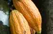 Genetic Resources - Click to visit Cocoa Research Centre's Genetic Resources page