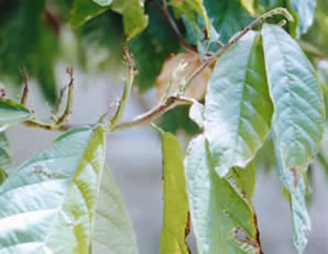 Witches' broom disease on a cocoa tree - Image copyright Cocoa Research Centre