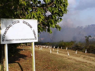 International Cocoa Genebank, Trinidad - Tour page