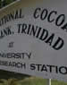 Conservation - International Cocoa Genebank, Trinidad