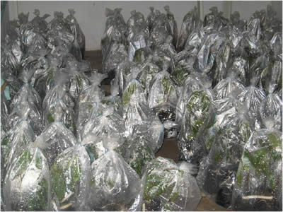 Screening for resistance - Incubation of cocoa seedlings. Image copyright Cocoa Research Centre