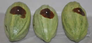 Punch inoculation method - pods - Cocoa Research Centre