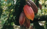 Save A Tree - Click to view our Donate page and find out more about helping to save the cocoa trees at the International Cocoa Genebank, Trinidad.
