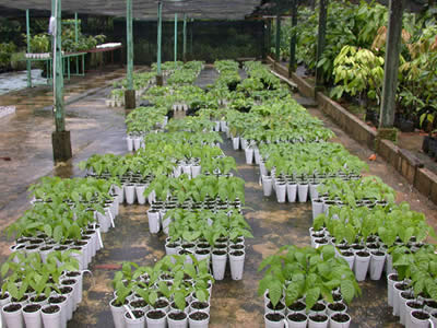 cocoa seedlings. Image copyright Cocoa Research Centre