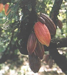 cocoa pods